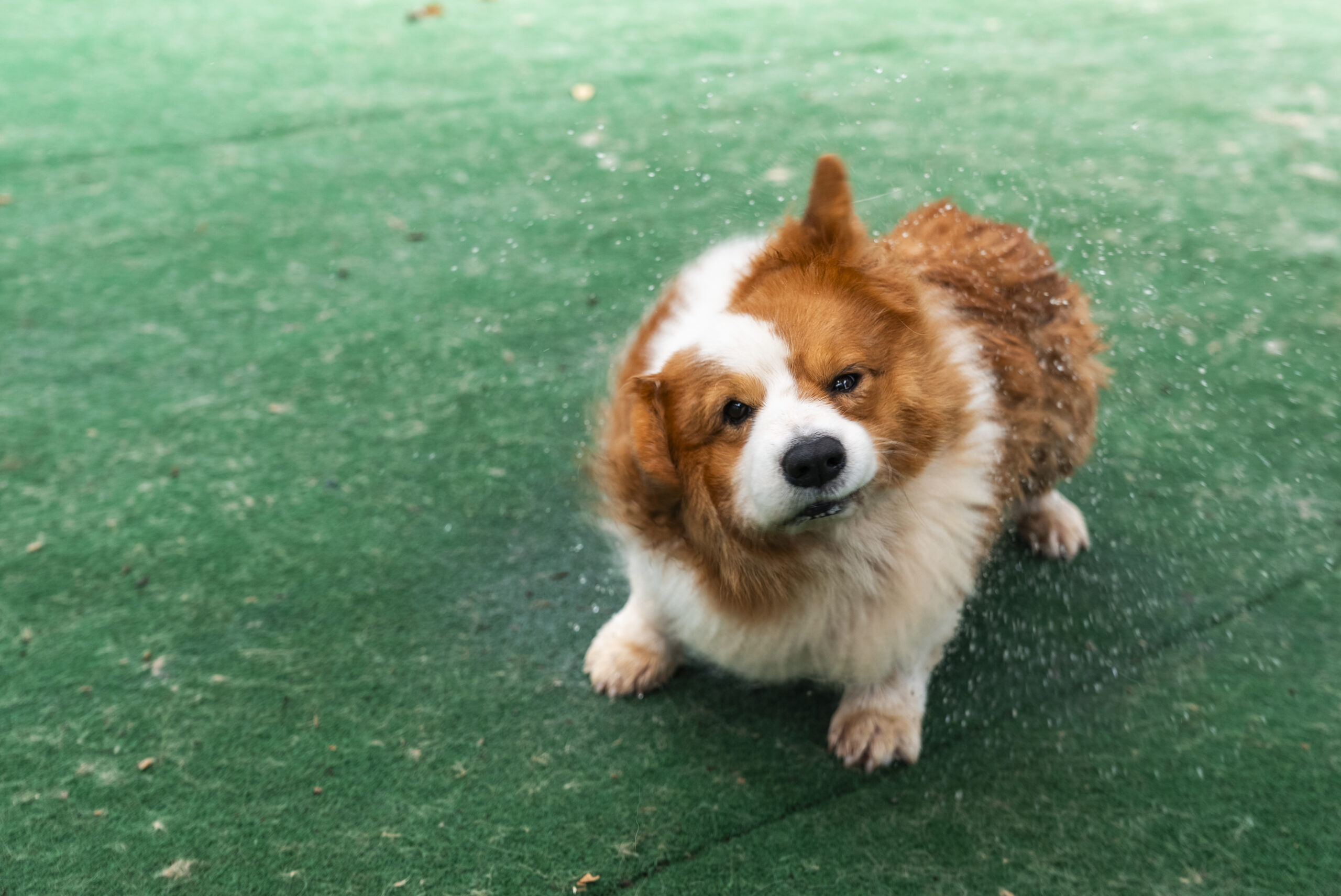 Rain or Smog: 5 Urgent Tips to Keep Your Fur-Babies Safe